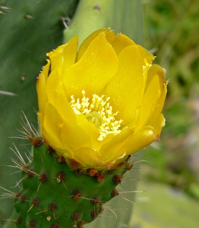 Opuntia ficus-indica flower