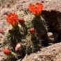 Echinocereus coccineus