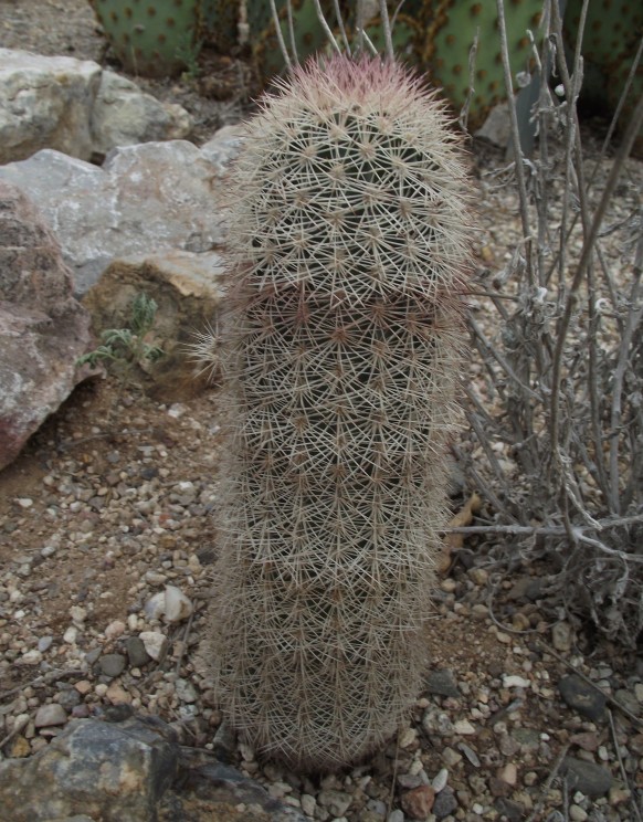 Echinocereus dasyacanthus