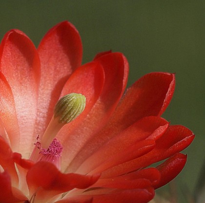 Echinocereus coccineus flower
