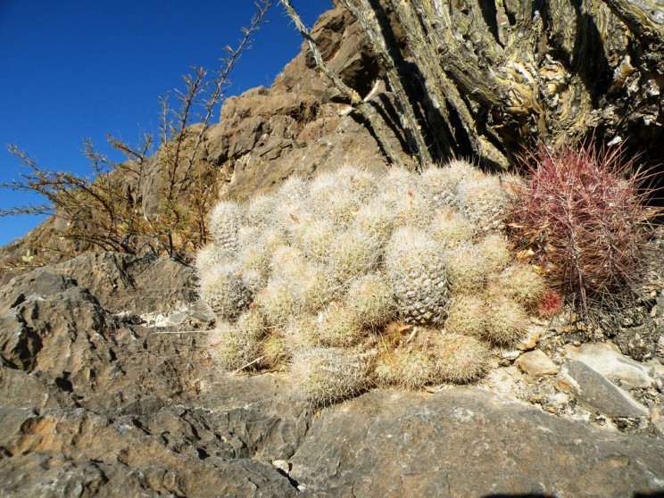 Escobaria albicolumnaria (?), Amante Darmanin