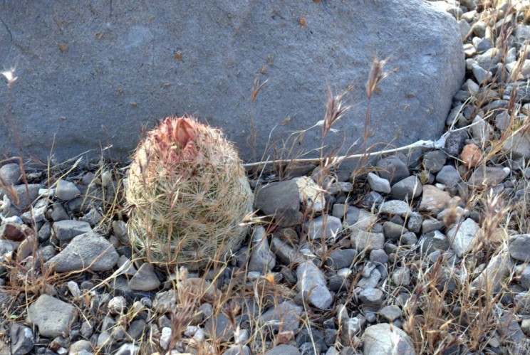 Escobaria vivipara