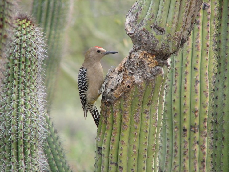Saguro with wound, Josh More
