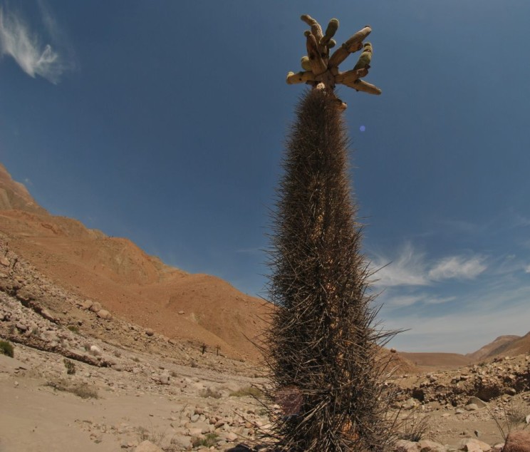 Browningia candelaris