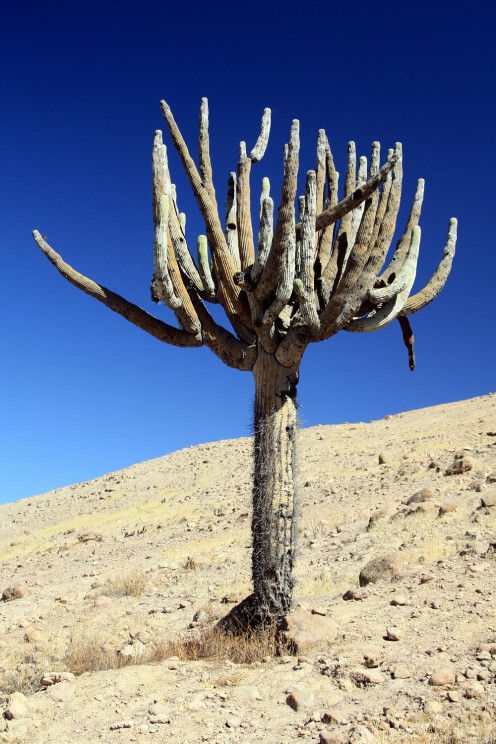 Browningia candelaris