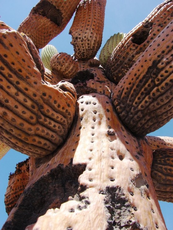 Browningia candelaris, Pato Novoa