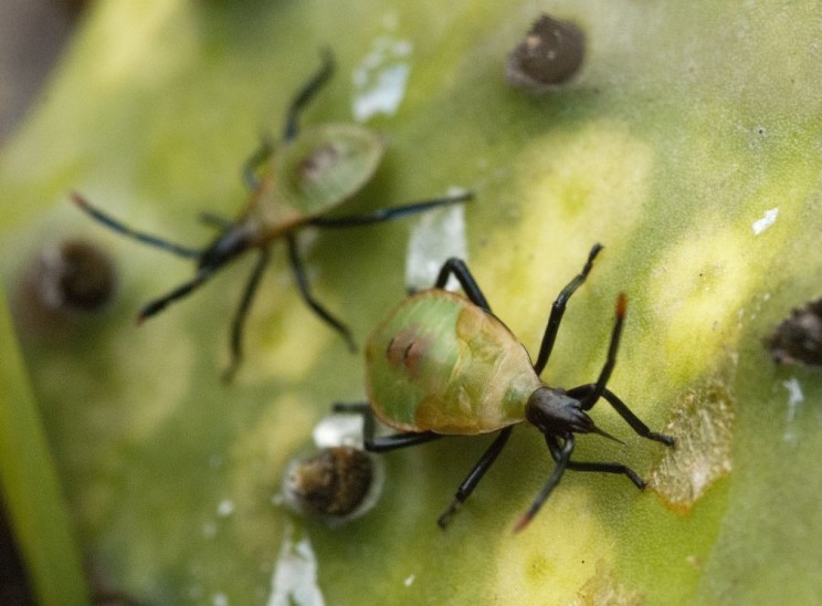 Cactus bug nymphs, Laurence Livermore