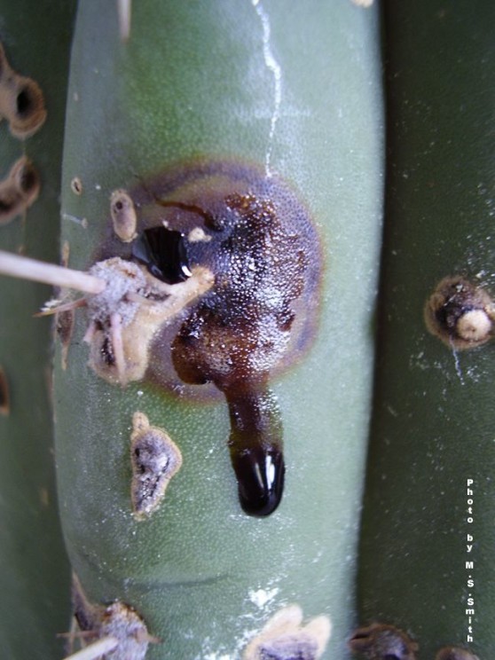 Cactus with unknown infection, Ms. Cacti