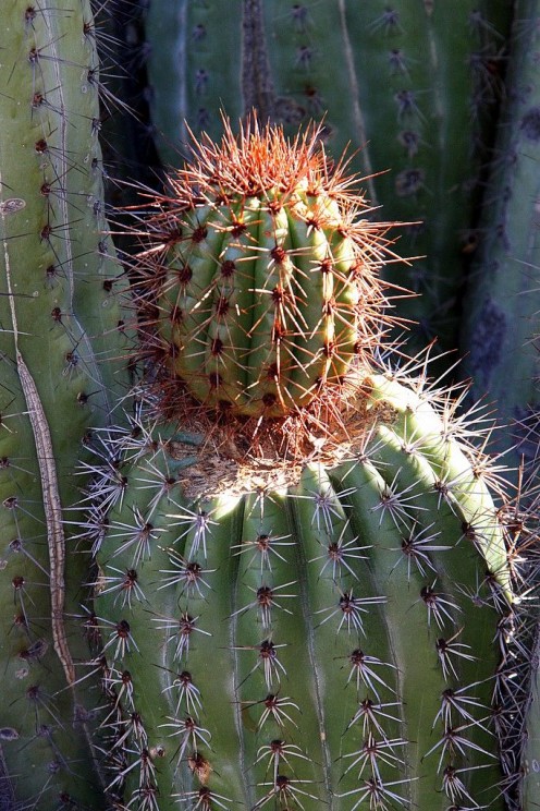 Cactus with tip damage, Lance and Erin