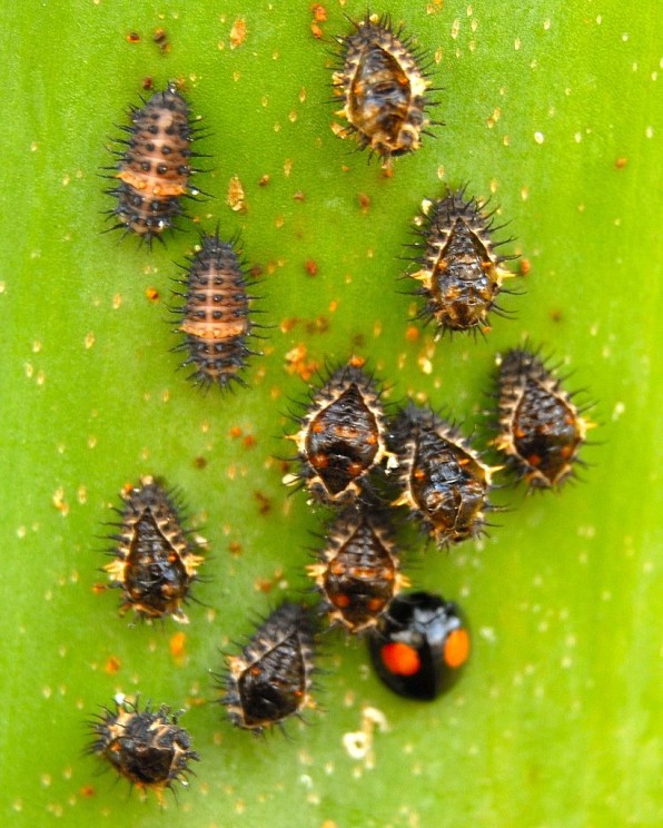 Chilocorus cacti larvae, beneficial insect, Sam Fraser-Smith