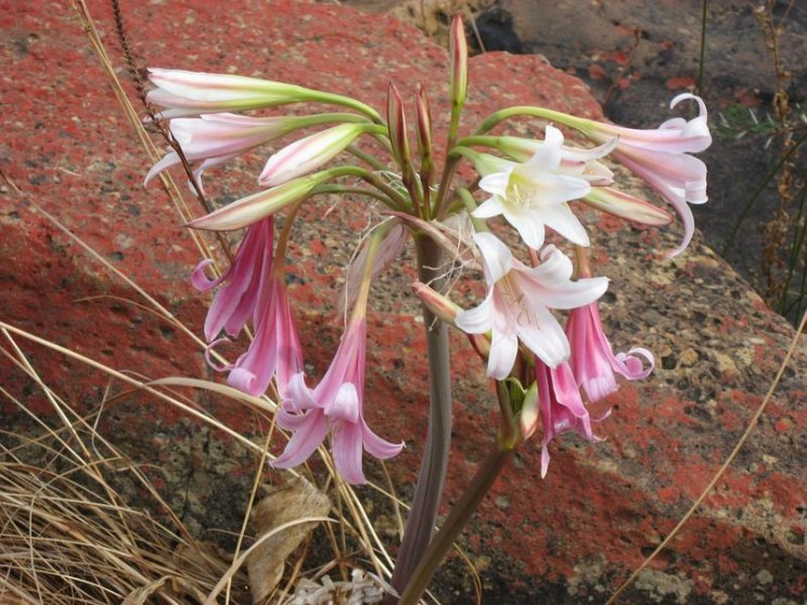 Crinum, Hendrik van Zijl