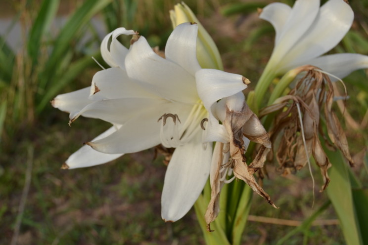 Crinum glaucum, westafricanplants.senckenberg.de2