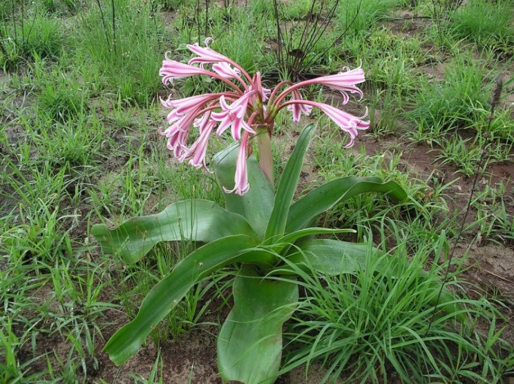 Crinum kirkii, simplyindigenous.co.za