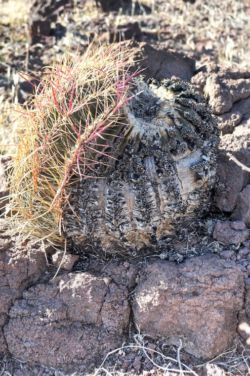Echinocactus with fire damage, Thure Johnson