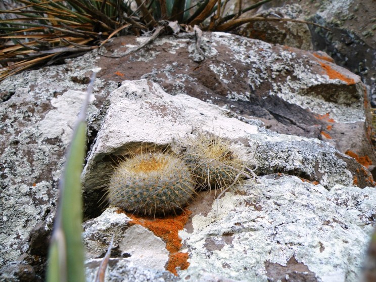Mammillaria, growing out of rocks