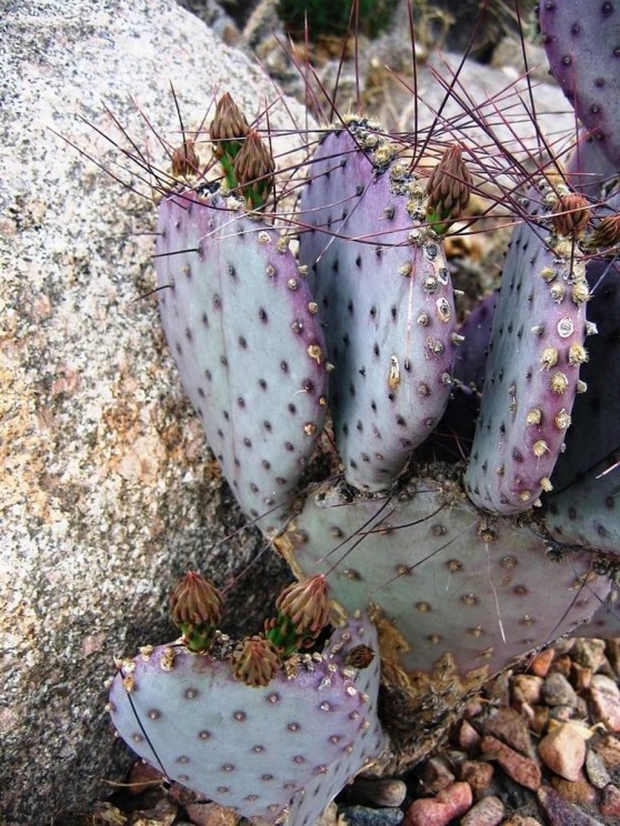 Opuntia macrocentra, garden plant