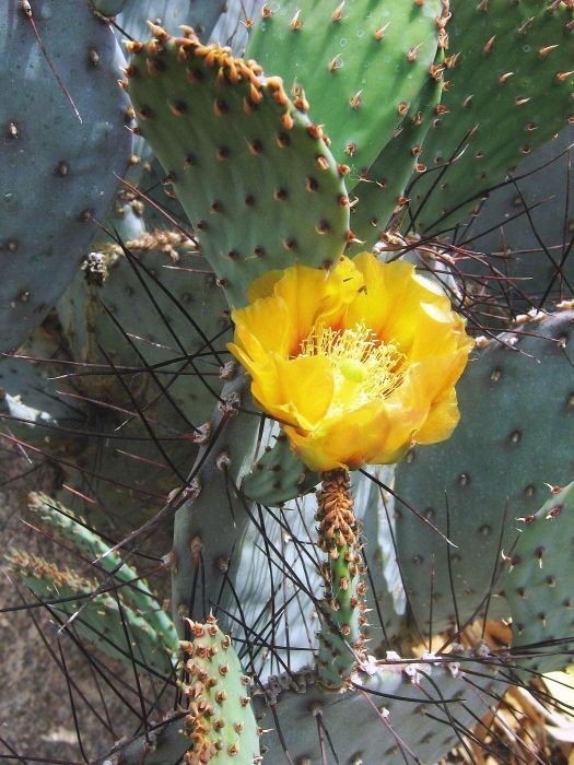 Floral Biology of Opuntia macrocentra – OBLOG