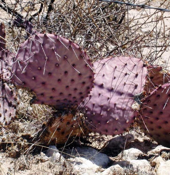 Opuntia macrocentra, Dell City, NM