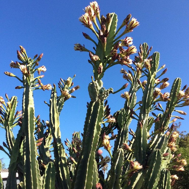 Cereus hildmannianus, el Cajon Yacht Club