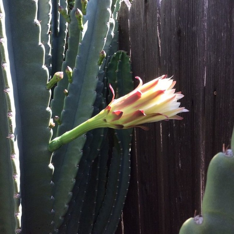 Cereus hildmannianus, el Cajon Yacht Club