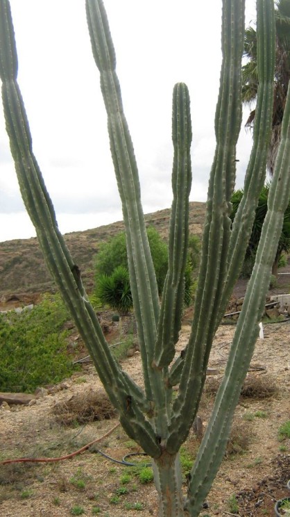 Cereus hildmannianus, Juan Ignacio