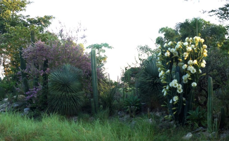 Cereus hildmannianus, Sergio Niebla