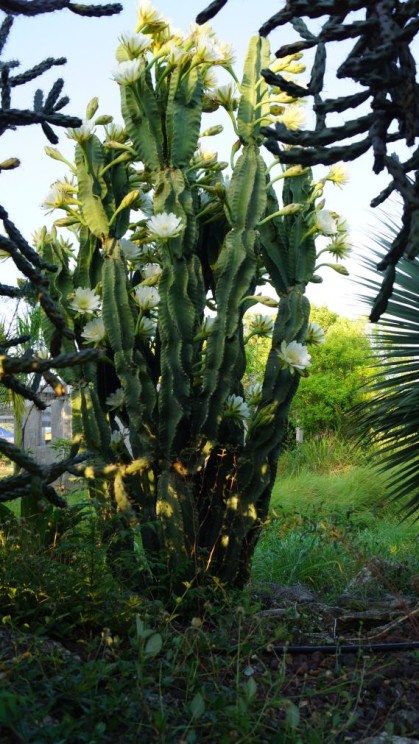 Cereus hildmannianus, Sergio Niebla