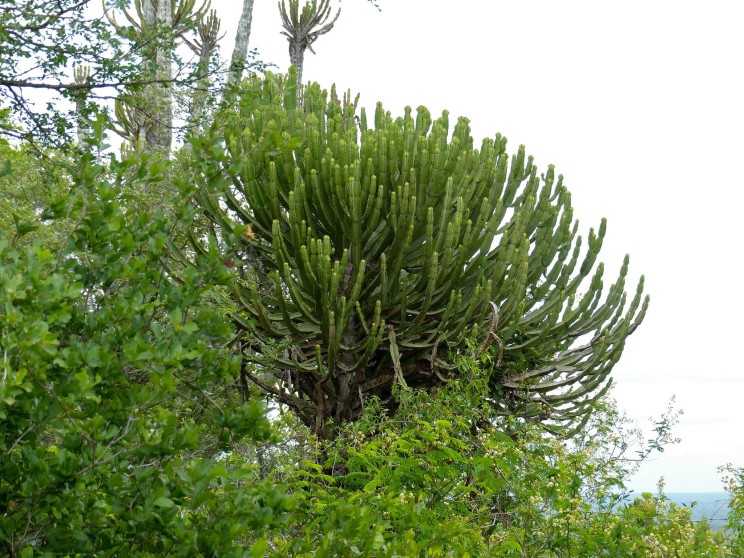 Euphorbia cooperi, Bernard Dupont