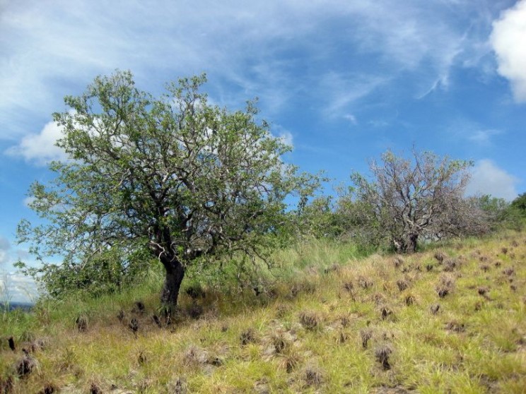 Euphorbia matabelensi, Ton Rulkens