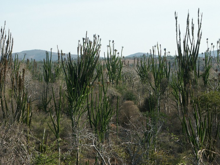 Alluaudia procera in the spiny desert, Scott Zona