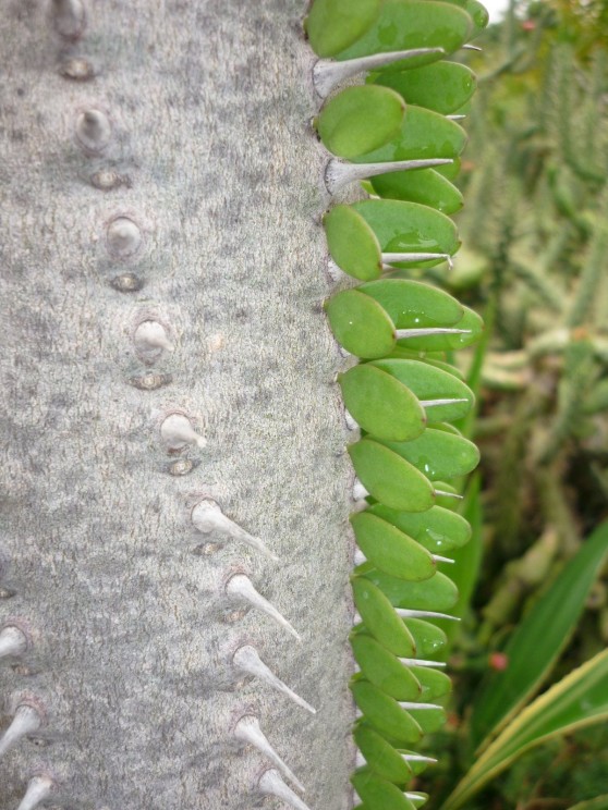 Alluaudia sp, Jesús Cabrera