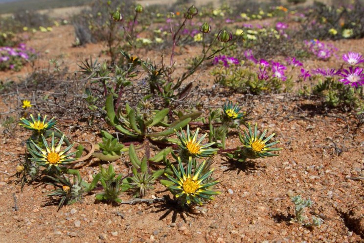 Namaqualand succulent, Pascal Parent