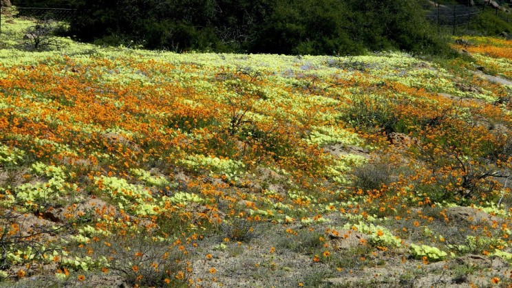 Namaqualand, Allan Watt