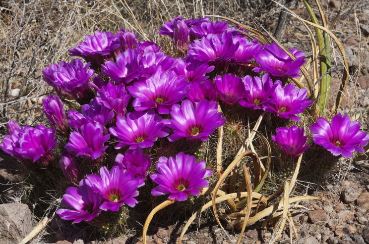 Echinocereus enneacanthus, Gary Nored