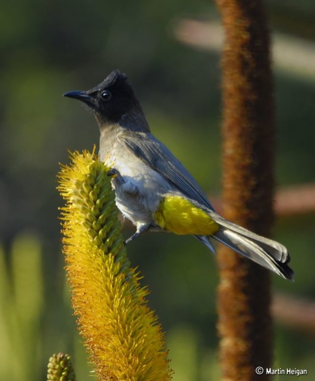 Black-eyed Bulbul on Aloe vryheidensis, Martin Heigan