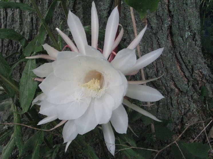 Epiphyllum oxypetalum