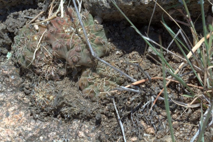 Craig Howe, Andes trip