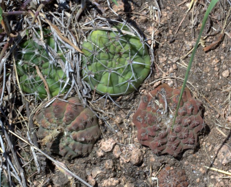 Gymnocalycium quehlianum in habitat