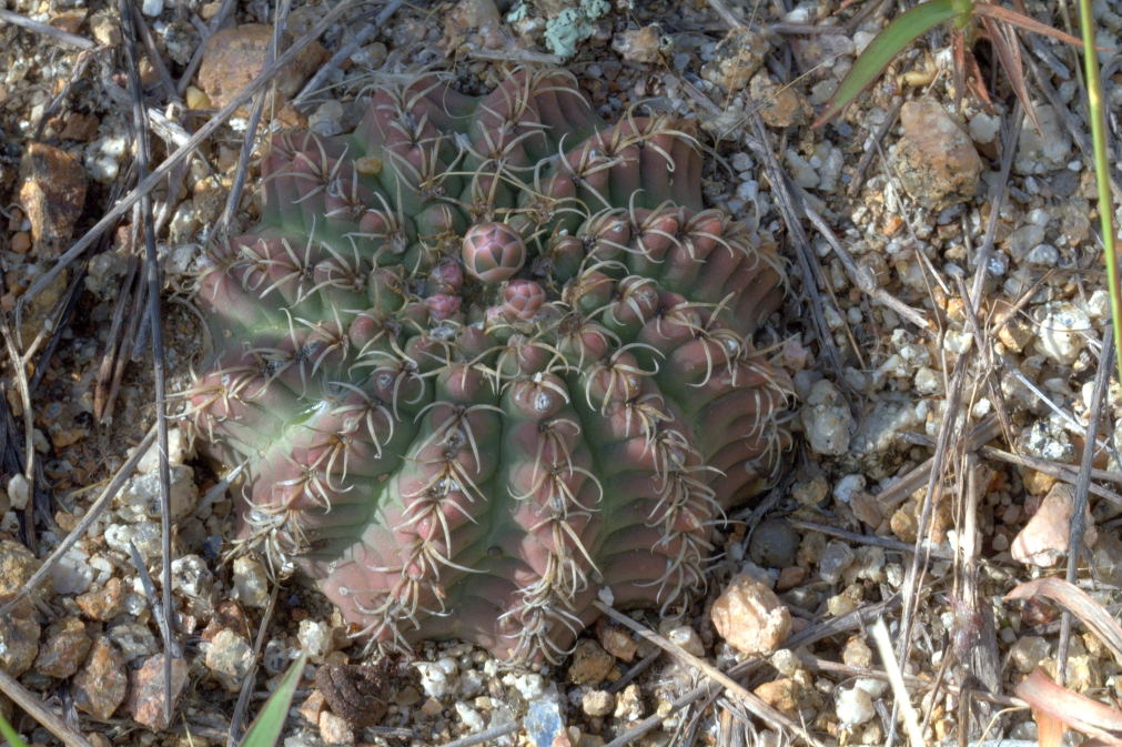 Gymnocalycium quehlianum – OBLOG