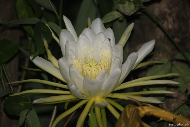 Selenicereus Macdonaldiae