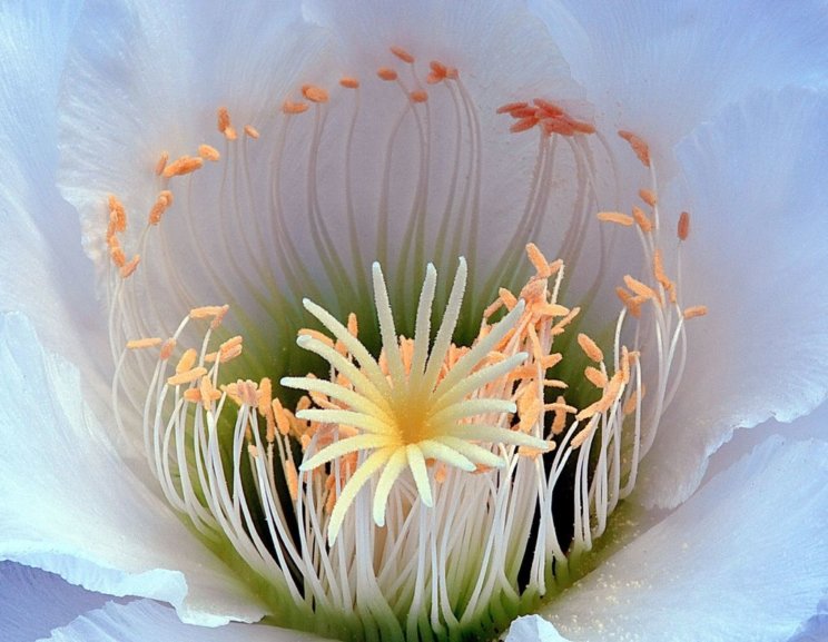 Trichocereus thelogonus