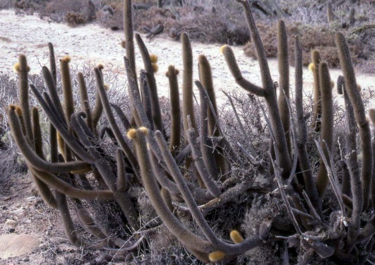 Bergerocactus emoryi