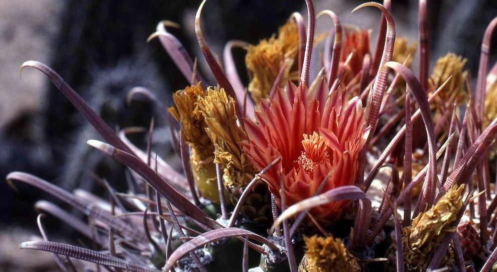 Ferocactus gracilis coloratus