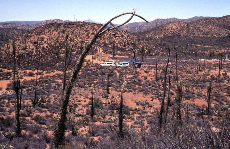 Fouquieria columnaris