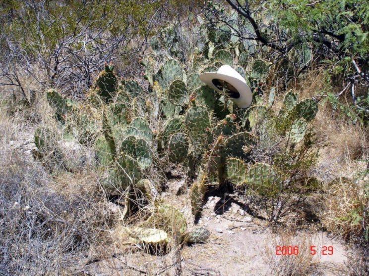 Opuntia engelmannii, El Paso, TX