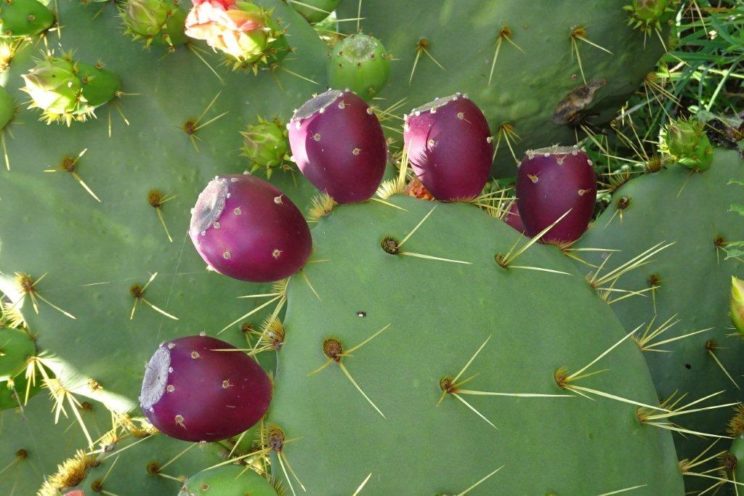 Opuntia engelmannii