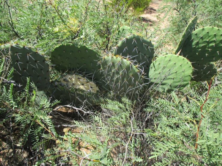 Opuntia engelmannii
