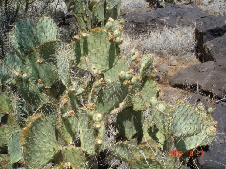 Opuntia gilvescens