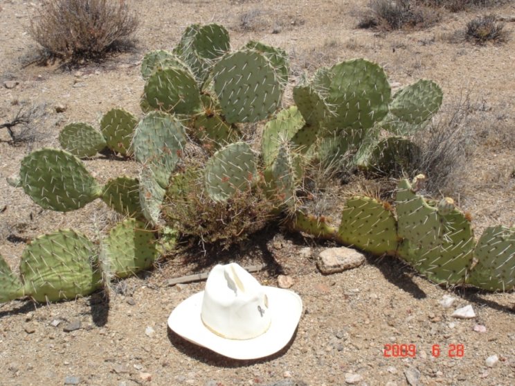 Opuntia gilvescens