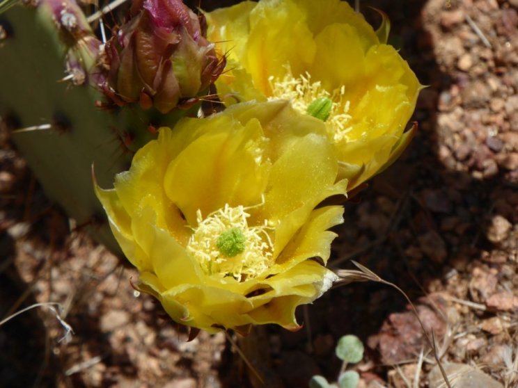 Opuntia gilvescens
